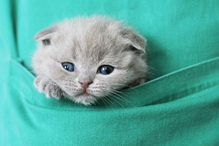 cute kitten in the pocket